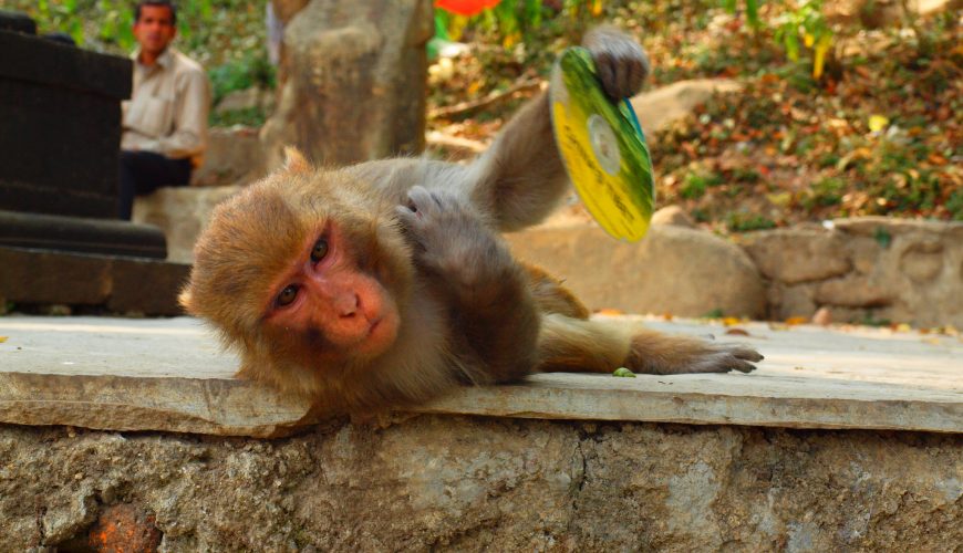 Gaze over Monkeys at Swoyambhunath Stupa & Narayanhiti Palace Museum